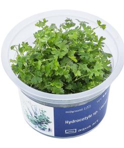 Hydrocotyle sp Japan in vitro