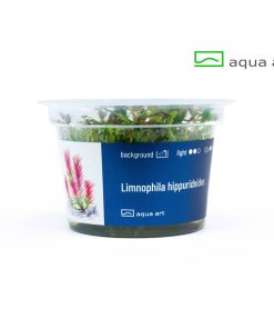 Alternative view of Limnophila Hippuridoides in vitro