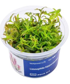 Limnophila Hippuridoides in vitro