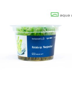 Alternative view of Rotala sp Nanjenshan in vitro