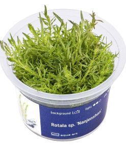 Rotala sp Nanjenshan in vitro
