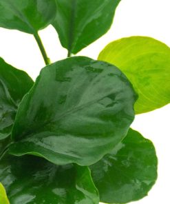 Alternative view of Anubias barteri Coin Leaf