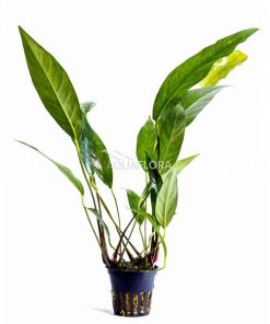 Anubias Lanceolata