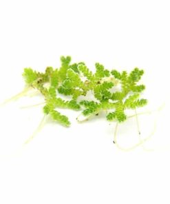 Alternative view of Azolla filiculoides en portion