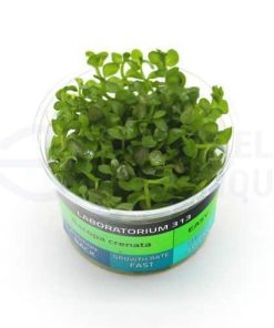 Bacopa Crenata in vitro