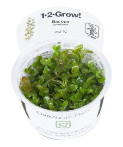 Bacopa caroliniana in vitro