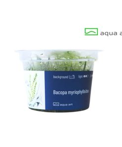 Alternative view of Bacopa myriophylloides in vitro