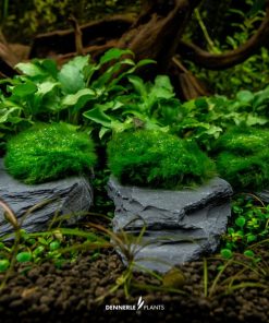 Alternative view of Aegagropila Linnaei sur ardoise