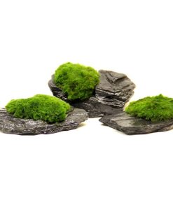 Aegagropila Linnaei sur ardoise