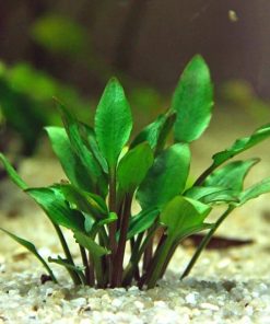 Cryptocoryne Lutea Hobbit