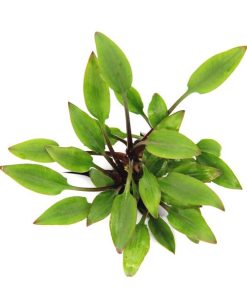 Alternative view of Cryptocoryne Lutea Hobbit
