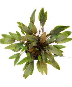 Cryptocoryne wendtii &lsquo;Compact&rsquo;