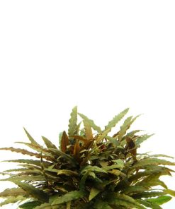 Alternative view of Cryptocoryne wendtii &lsquo;Compact&rsquo;