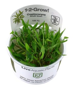 Cryptocoryne wendtii Green in vitro