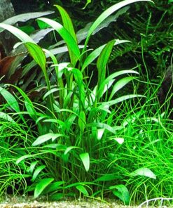 Alternative view of Cryptocoryne x Willisii in vitro