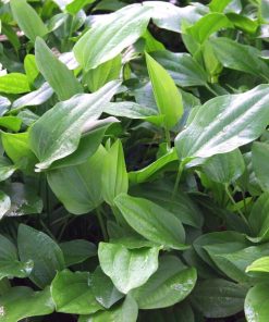 Alternative view of Echinodorus Argentinensis XL