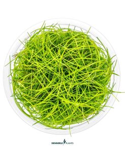 Eleocharis Pusilla in vitro