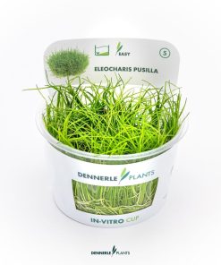 Alternative view of Eleocharis Pusilla in vitro