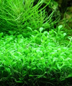 Glossostigma elatinoides