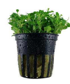 Alternative view of Glossostigma elatinoides