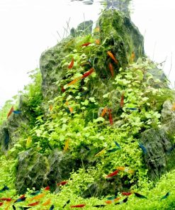 Alternative view of Hydrocotyle sp Japan in vitro