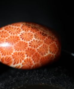 Alternative view of Bracelet Corail fossilisé