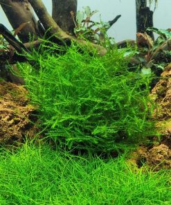 Alternative view of Leptodictyum riparium in vitro