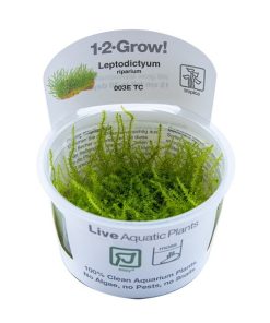 Leptodictyum riparium in vitro