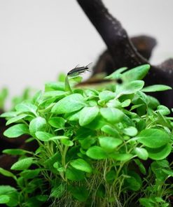 Lobelia cardinalis Mini