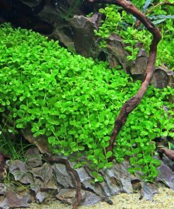 Micranthemum tweediei Monte Carlo