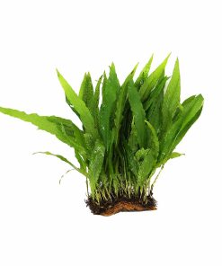 Microsorum Pteropus sur tapis 10x5cm