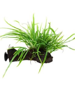 Microsorum pteropus Trident sur racine avec ventouse