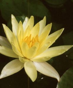 Lawana Nénuphar Précultivé Jaune