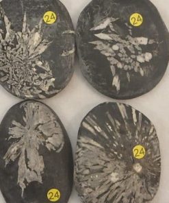 Jaspe Chrysanthème-Galet-