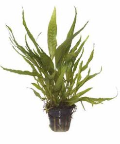 Alternative view of Microsorum pteropus