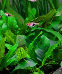 Alternative view of Cryptocoryne wendtii Green in vitro
