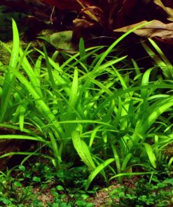 Alternative view of Sagittaria subulata in vitro