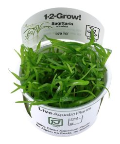 Sagittaria subulata in vitro