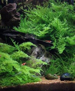 Alternative view of Vesicularia dubyana Christmas en portion