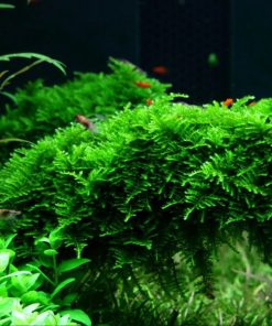 Vesicularia dubyana Christmas en portion